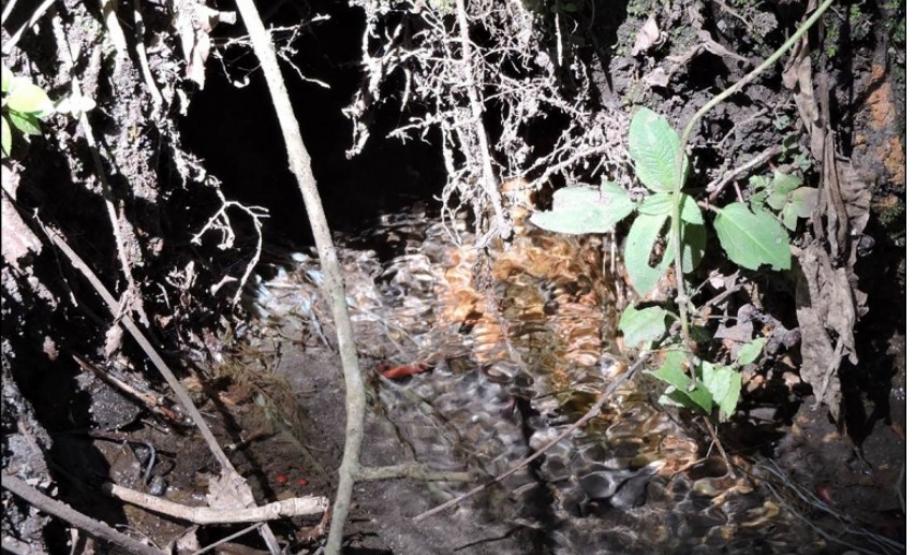 Nascente de grande vazão em Gleissolo Melânico.