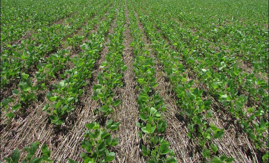 Topo da pedossequência.