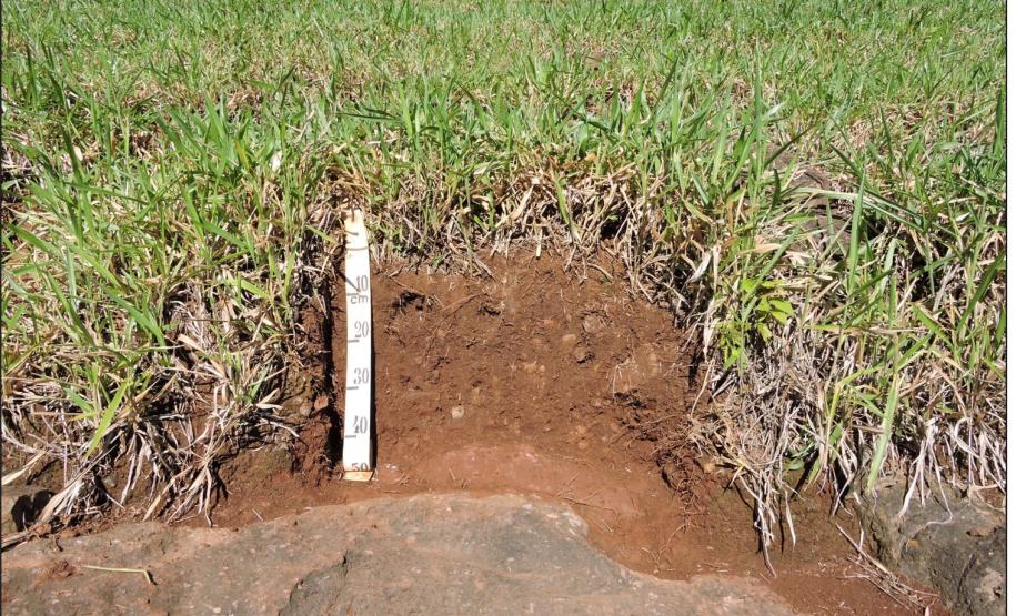 Perfil de Neossolo Litólico