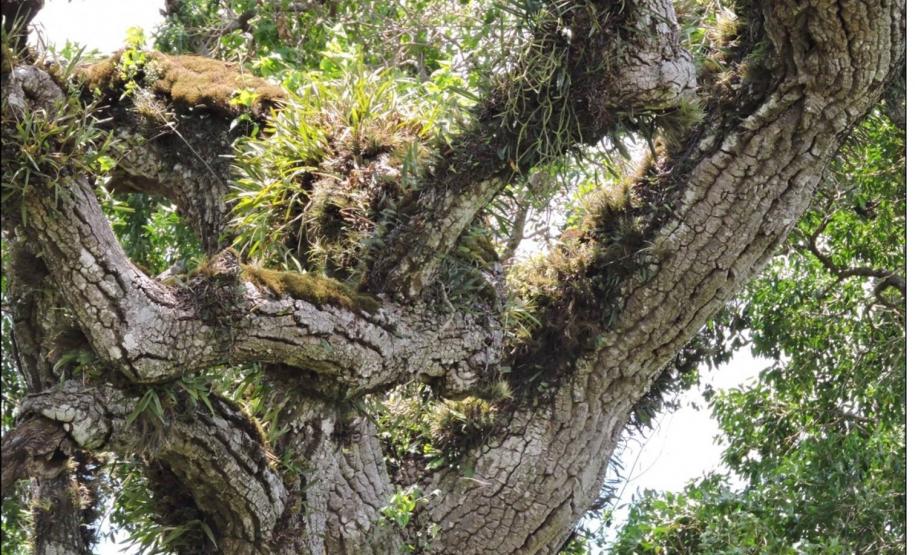 Engalhamento vigoroso de Aspidosperma polyneuron.