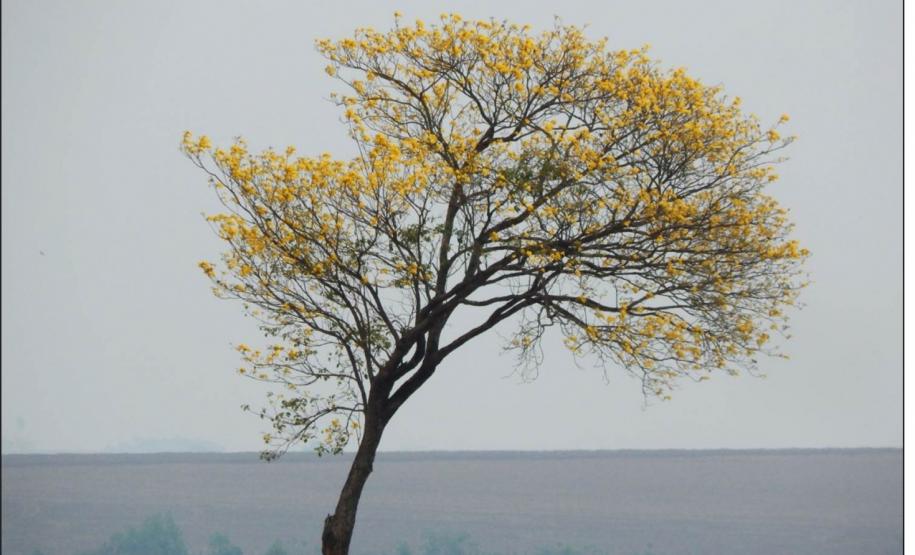 Handroanthus chrysotricha.
