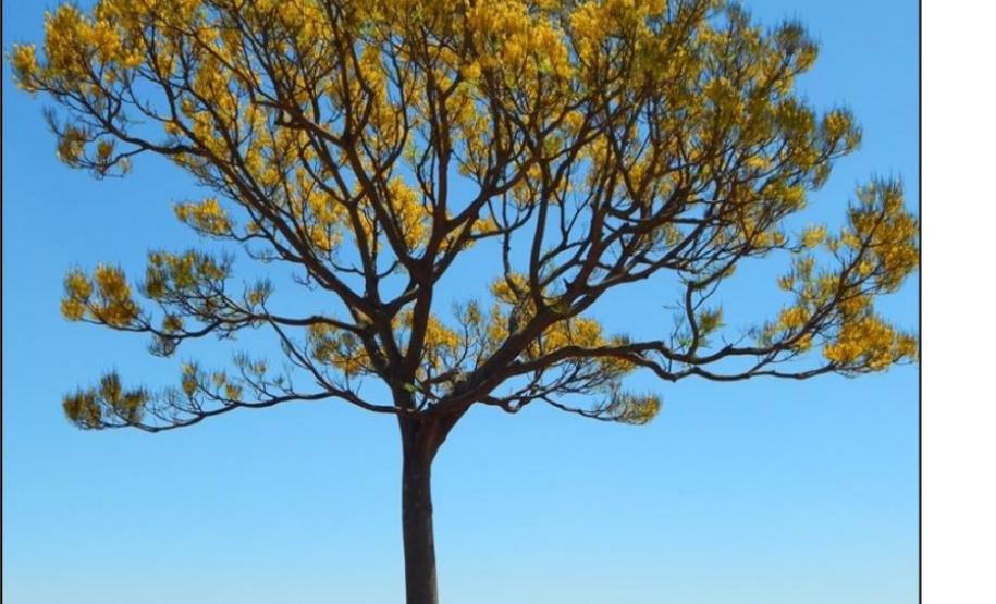 Schizolobium parahyba.