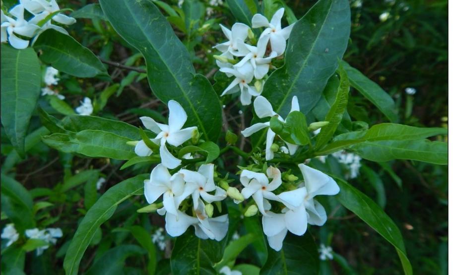 Tabernaemontana catharinensis.