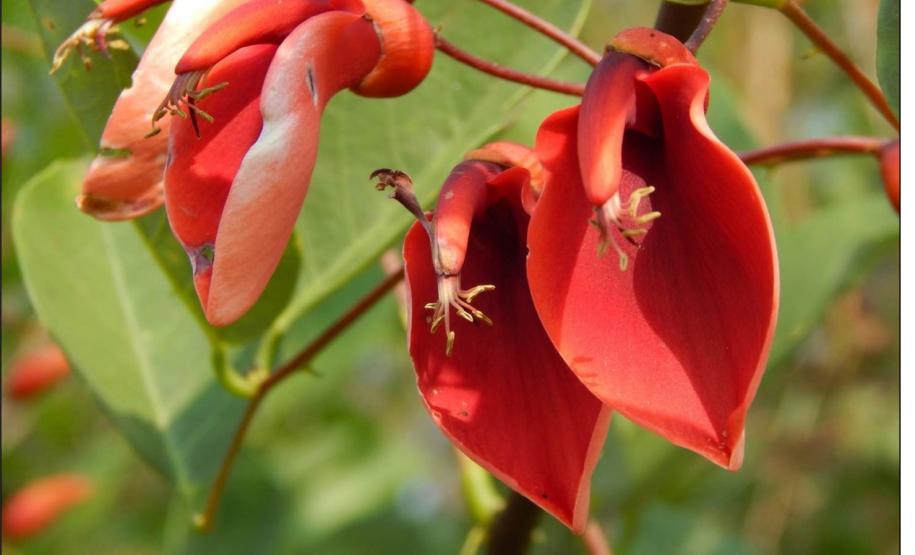 Erythrina crista-galli.