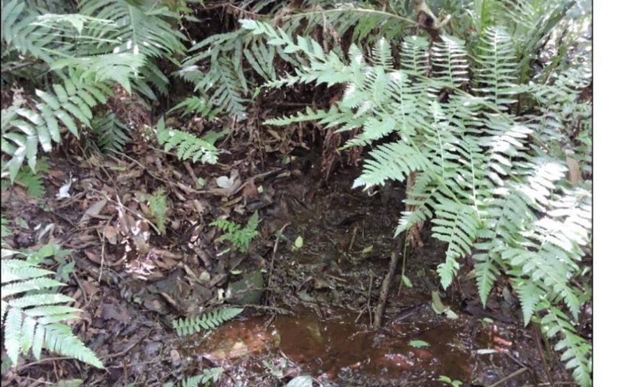 Nascente em Neossolo Regolítico.