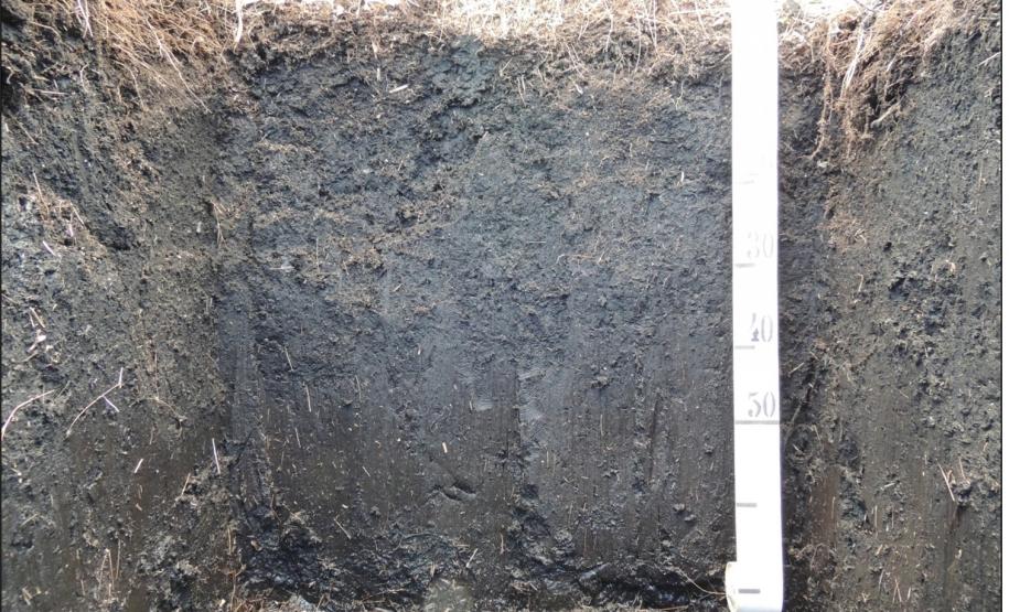 Organossolo Háplico Sáprico térrico.