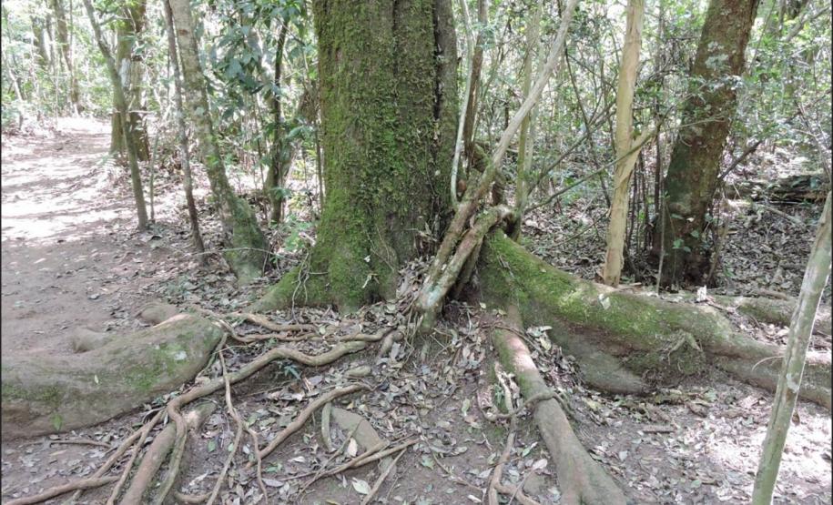 Raízes de Luehea candicans.