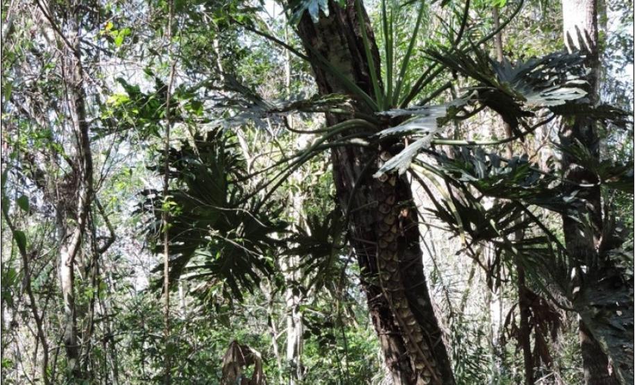 Thaumatophyllum bipinnatifidum.