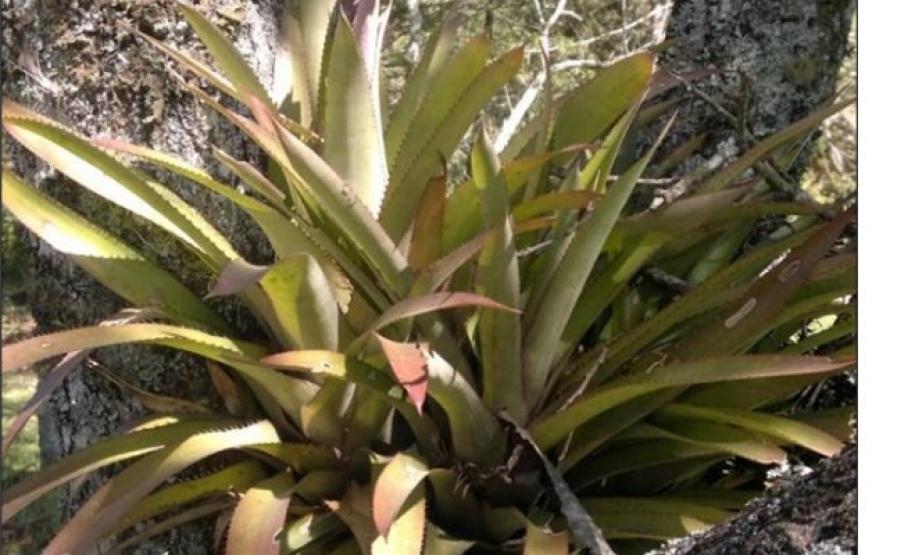 Aechemea distichantha.