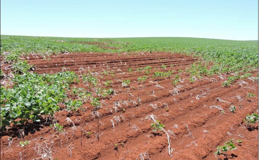 Erosão em Latossolo Vermelho compactado.