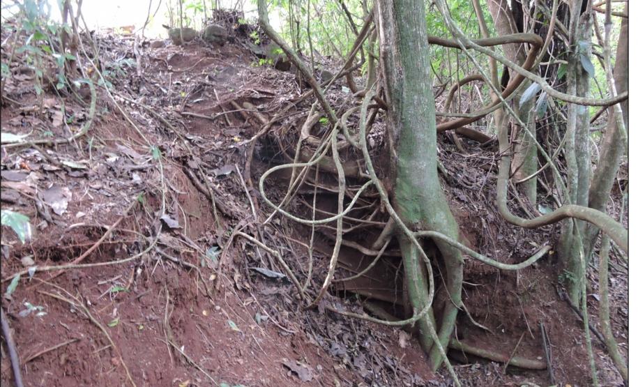Floresta ciliar oferecendo baixa proteção aos cursos d´água.