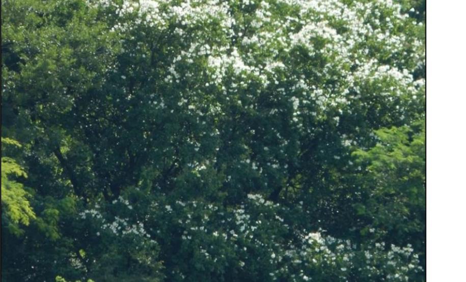 Bauhinia uruguayensis.
