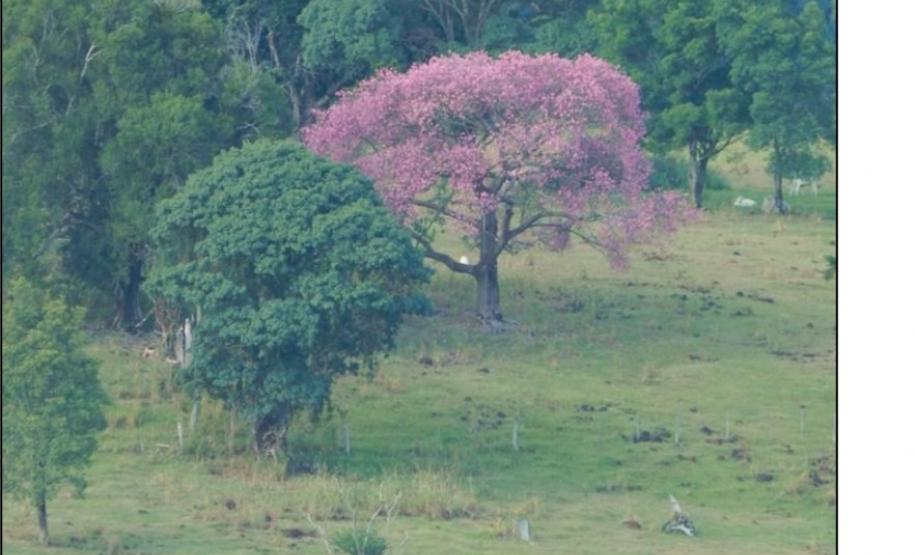 Ceiba speciosa.