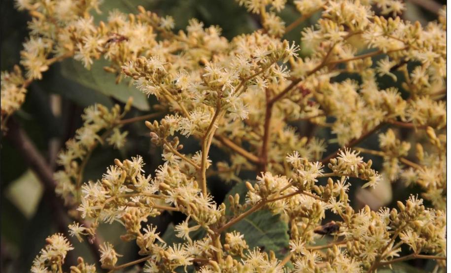 Heliocarpus popayanensis.