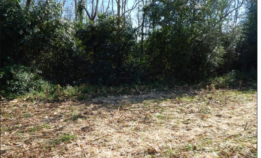 Plantio arbóreo para conter sedimentos.