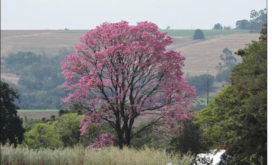 Handroanthus heptaphyllus.