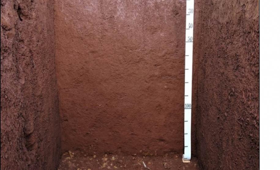 Latossolo Vermelho textura muito argilosa.