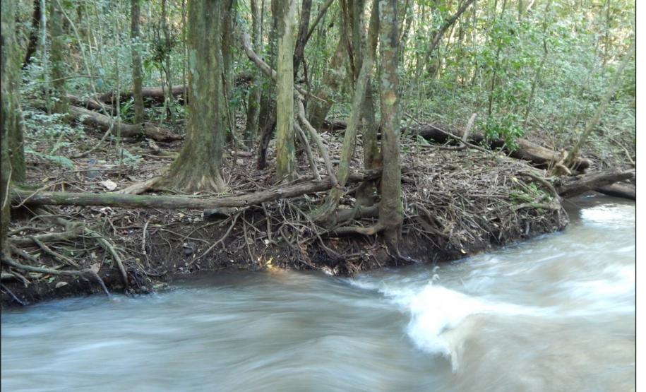 Raízes de árvores em taludes.