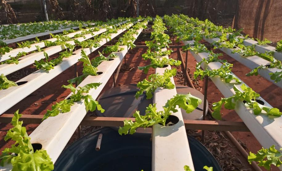 Compra Direta contribui para alimentação saudável e geração de renda no campo em Paranavaí