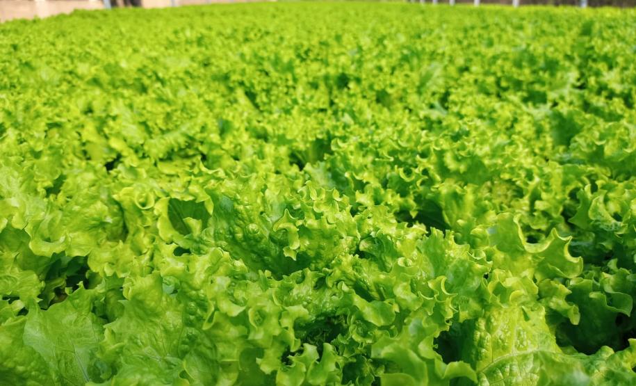 Compra Direta contribui para alimentação saudável e geração de renda no campo em Paranavaí