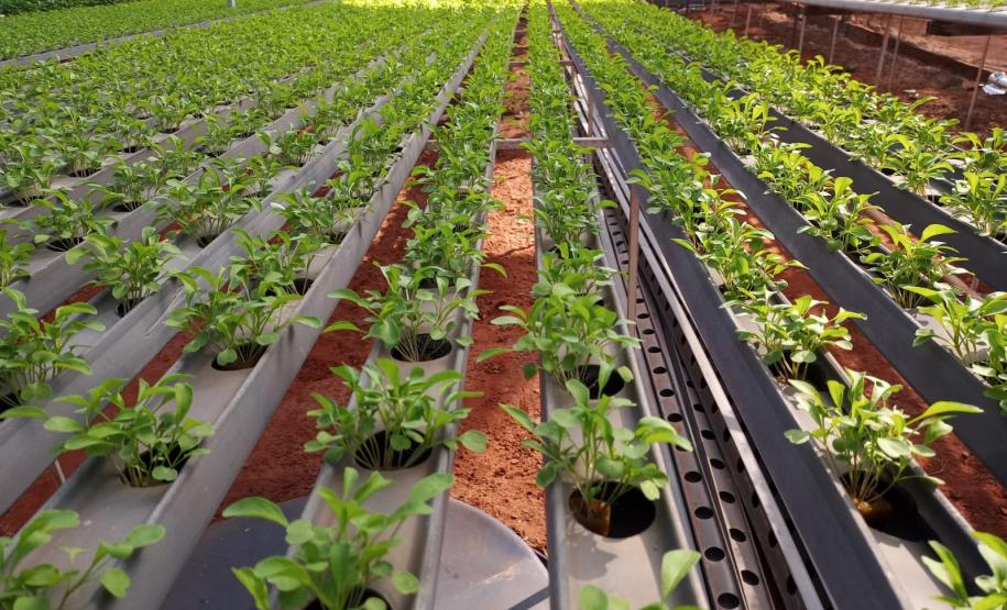 Compra Direta contribui para alimentação saudável e geração de renda no campo em Paranavaí