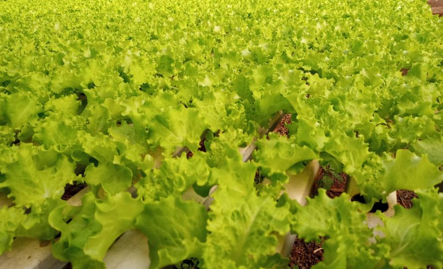 Compra Direta contribui para alimentação saudável e geração de renda no campo em Paranavaí