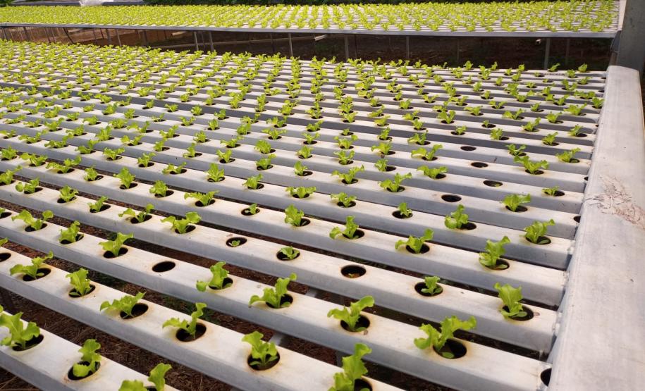 Compra Direta contribui para alimentação saudável e geração de renda no campo em Paranavaí