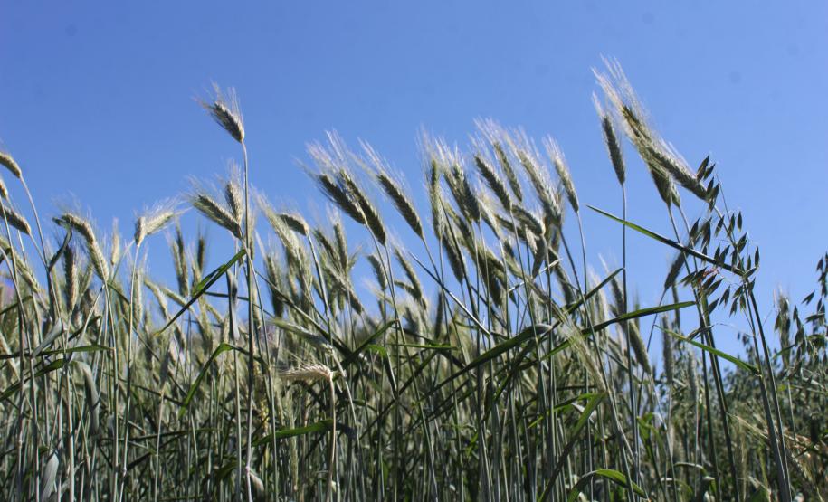 Paraná ganha programa para fomentar cultivo de cereais de inverno