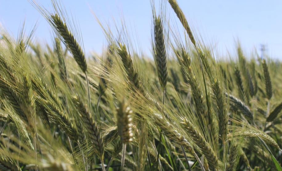 Paraná ganha programa para fomentar cultivo de cereais de inverno