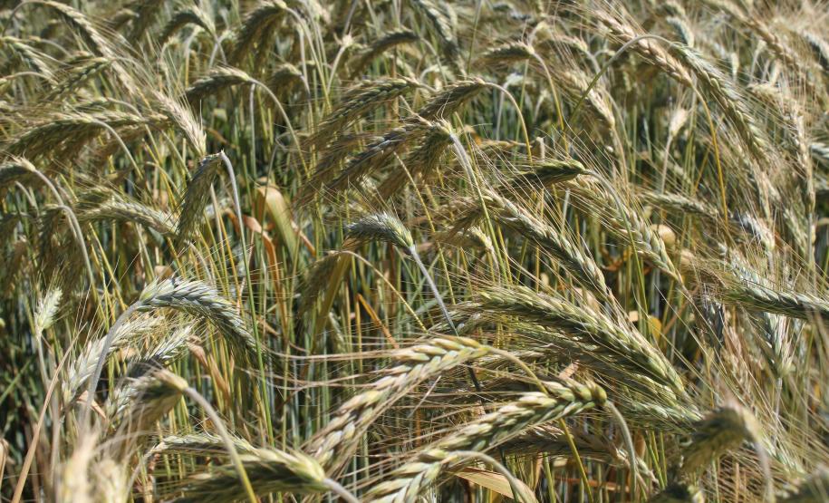 Paraná ganha programa para fomentar cultivo de cereais de inverno