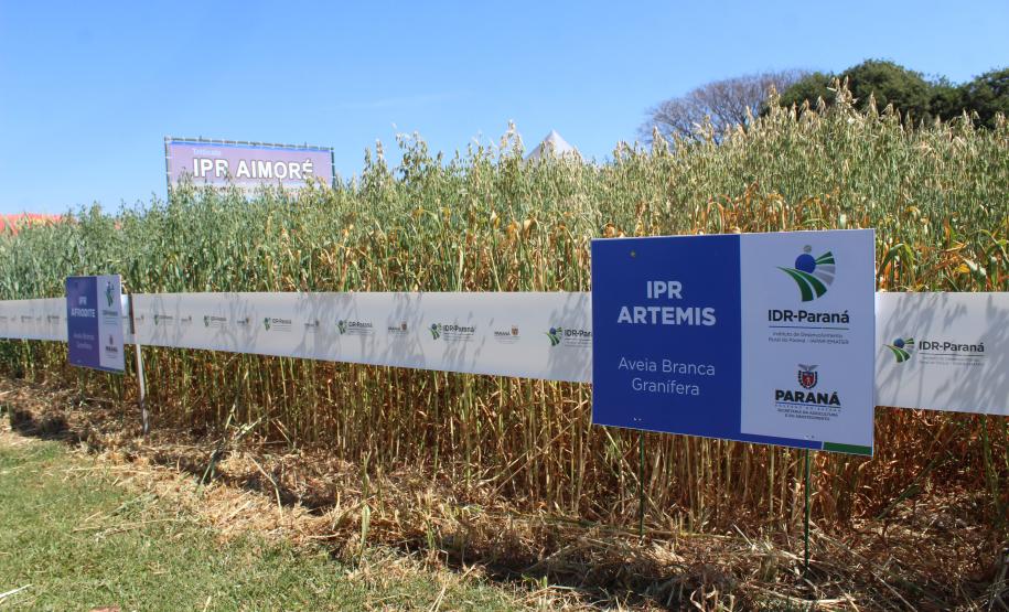 Paraná ganha programa para fomentar cultivo de cereais de inverno