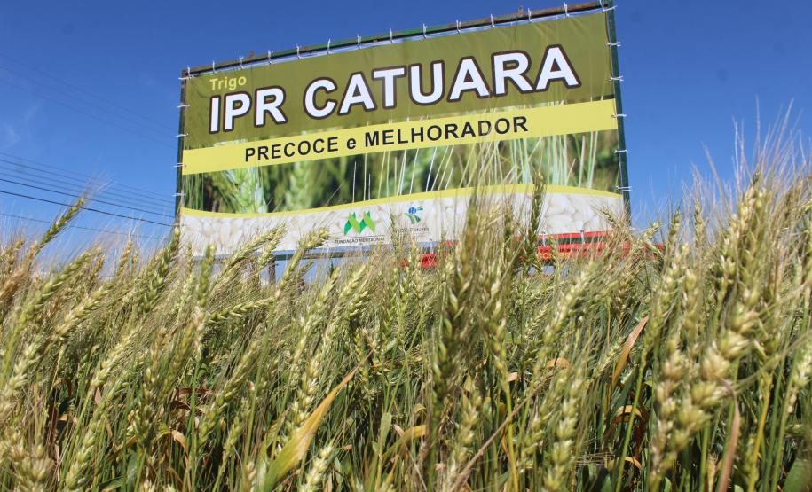 Paraná ganha programa para fomentar cultivo de cereais de inverno