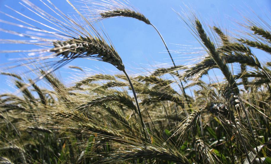 Paraná ganha programa para fomentar cultivo de cereais de inverno