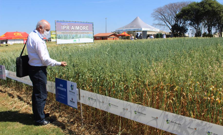 Paraná ganha programa para fomentar cultivo de cereais de inverno