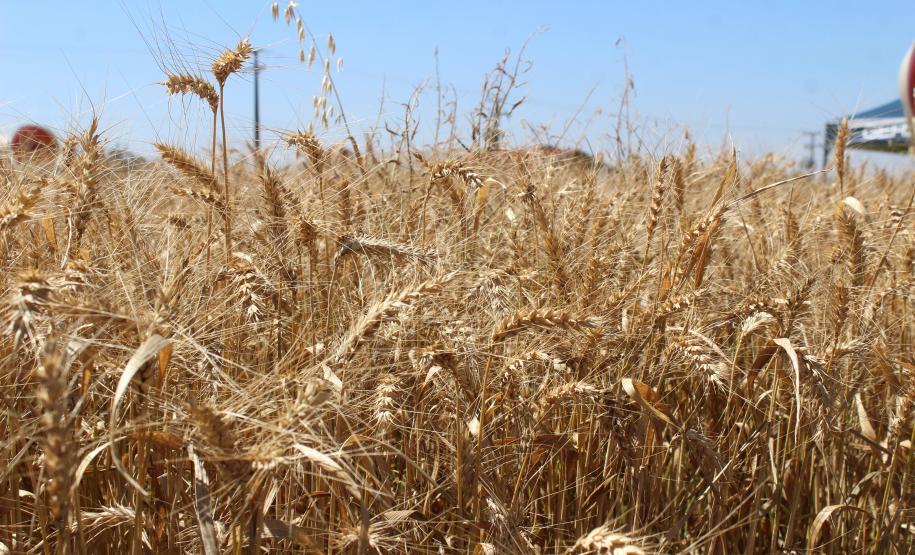 Paraná ganha programa para fomentar cultivo de cereais de inverno