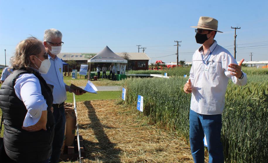 Paraná ganha programa para fomentar cultivo de cereais de inverno