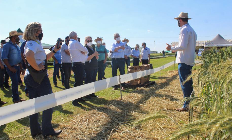 Paraná ganha programa para fomentar cultivo de cereais de inverno