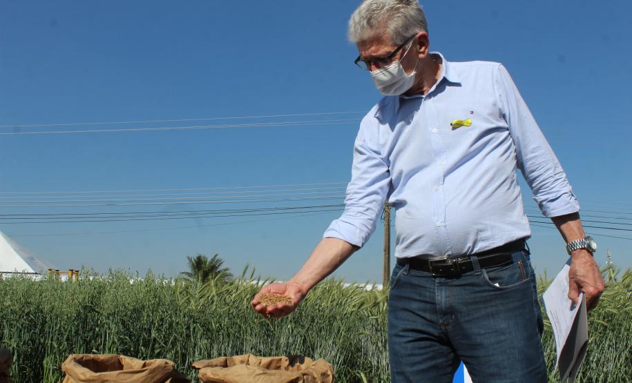 Paraná ganha programa para fomentar cultivo de cereais de inverno