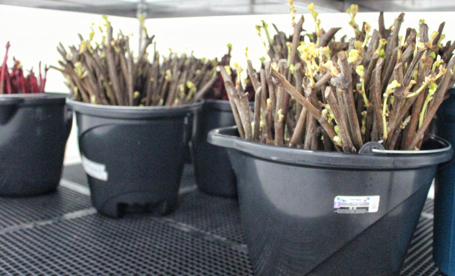 IDR-Paraná inaugura viveiro em Santa Tereza do Oeste para melhorar produção de uva