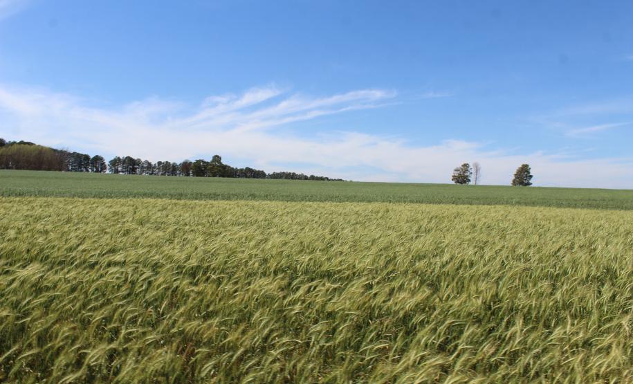 IDR-Paraná inaugura viveiro em Santa Tereza do Oeste para melhorar produção de uva