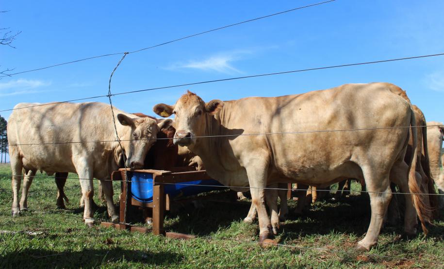 IDR-Paraná inaugura viveiro em Santa Tereza do Oeste para melhorar produção de uva