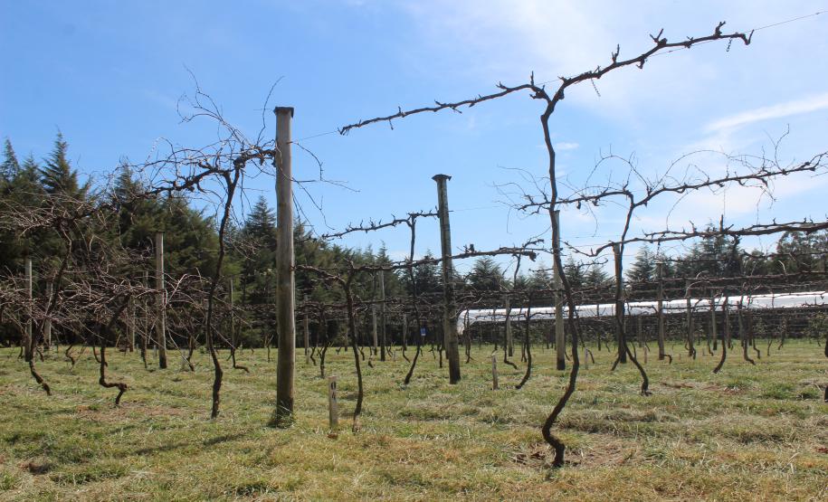 IDR-Paraná inaugura viveiro em Santa Tereza do Oeste para melhorar produção de uva