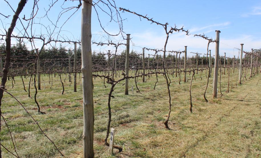 IDR-Paraná inaugura viveiro em Santa Tereza do Oeste para melhorar produção de uva