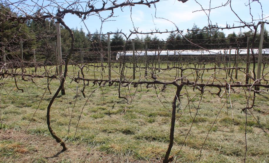 IDR-Paraná inaugura viveiro em Santa Tereza do Oeste para melhorar produção de uva