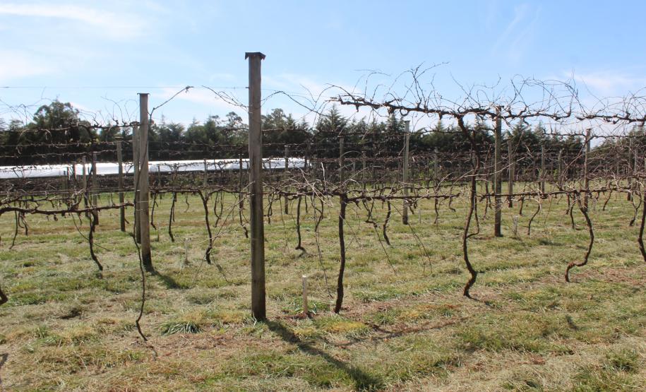 IDR-Paraná inaugura viveiro em Santa Tereza do Oeste para melhorar produção de uva