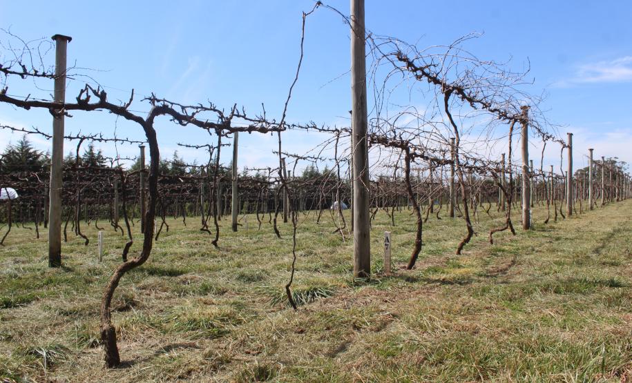 IDR-Paraná inaugura viveiro em Santa Tereza do Oeste para melhorar produção de uva