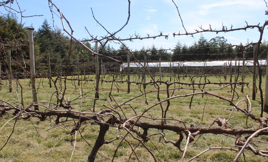 IDR-Paraná inaugura viveiro em Santa Tereza do Oeste para melhorar produção de uva