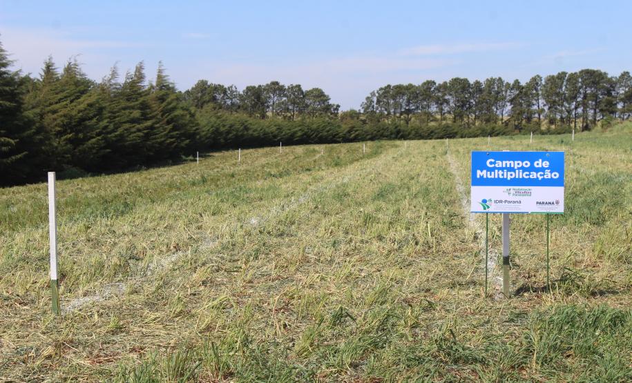 IDR-Paraná inaugura viveiro em Santa Tereza do Oeste para melhorar produção de uva