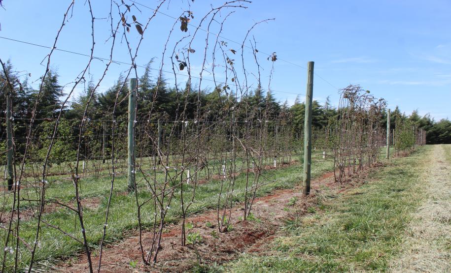 IDR-Paraná inaugura viveiro em Santa Tereza do Oeste para melhorar produção de uva