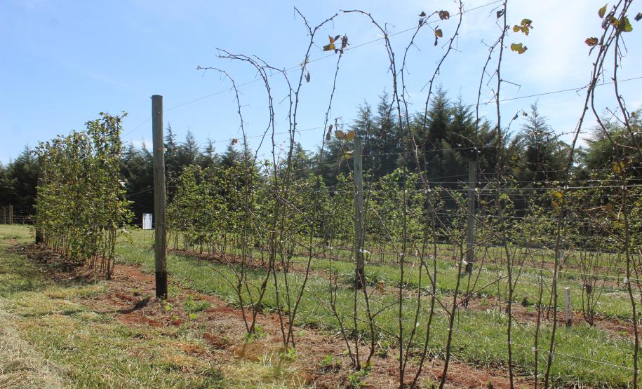 IDR-Paraná inaugura viveiro em Santa Tereza do Oeste para melhorar produção de uva